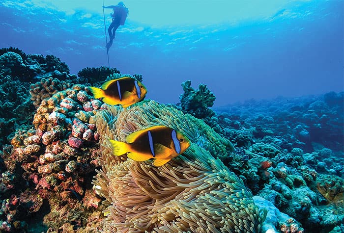 Experience French Polynesia Tahiti Underwater