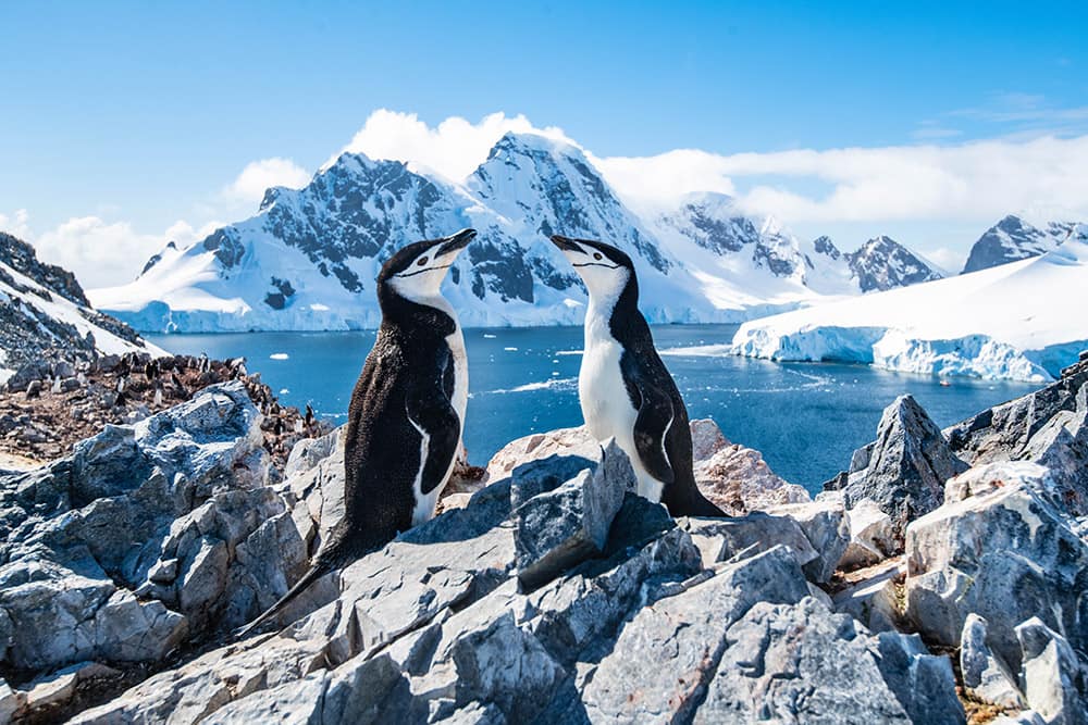 Conoce a los pingüinos barbijo en un crucero a la Antártida durante 2021 con Norwegian