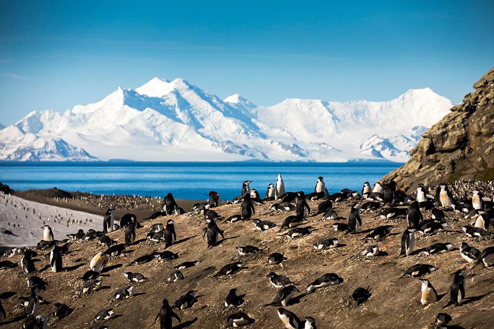 デセプション島 - アゴヒモペンギン