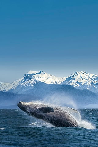 アラスカの青く美しい氷河や珍しい野生動物を観察