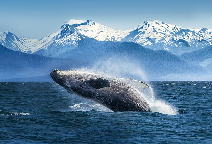 alaska cruises