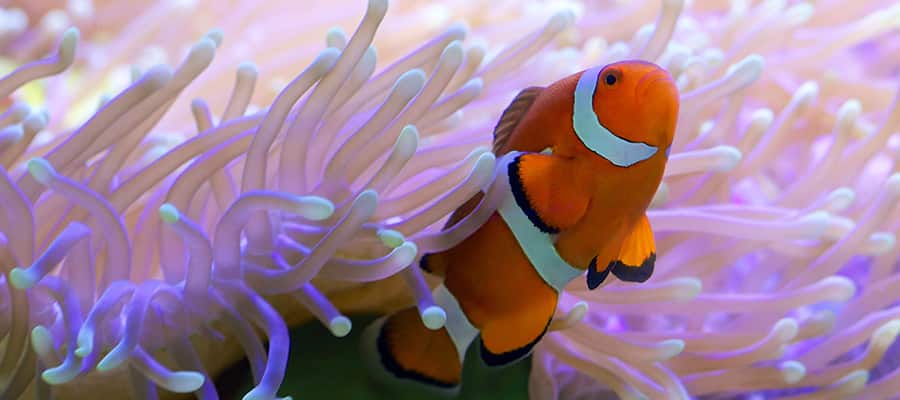 Clown fish hiding in colourful anemone on a Airlie Beach Cruise