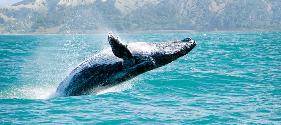 Whale watching on a Auckland Cruise