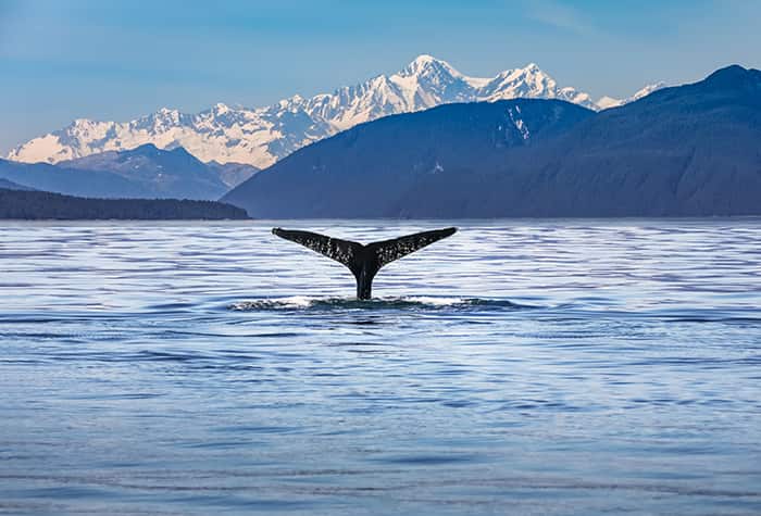 Alaska Wildlife Excursions