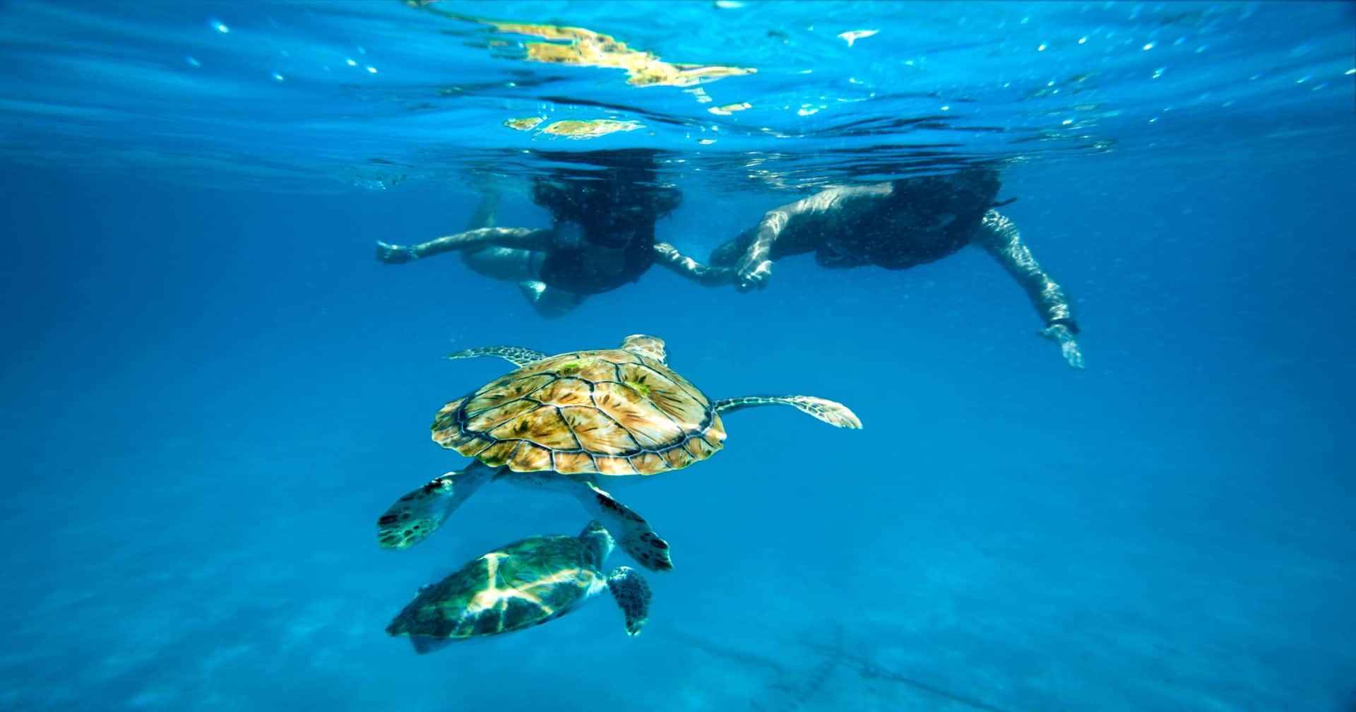 Bridgetown, Barbados Tiami Five Star Catamaran & Turtles Excursion ...