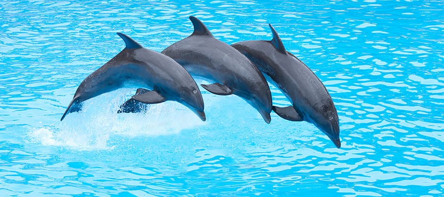 Faça um cruzeiro para as Bahamas e nade com os golfinhos