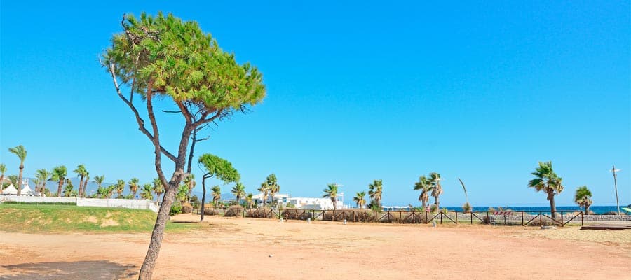 Pine tree in Poetto beach on your Europe cruise