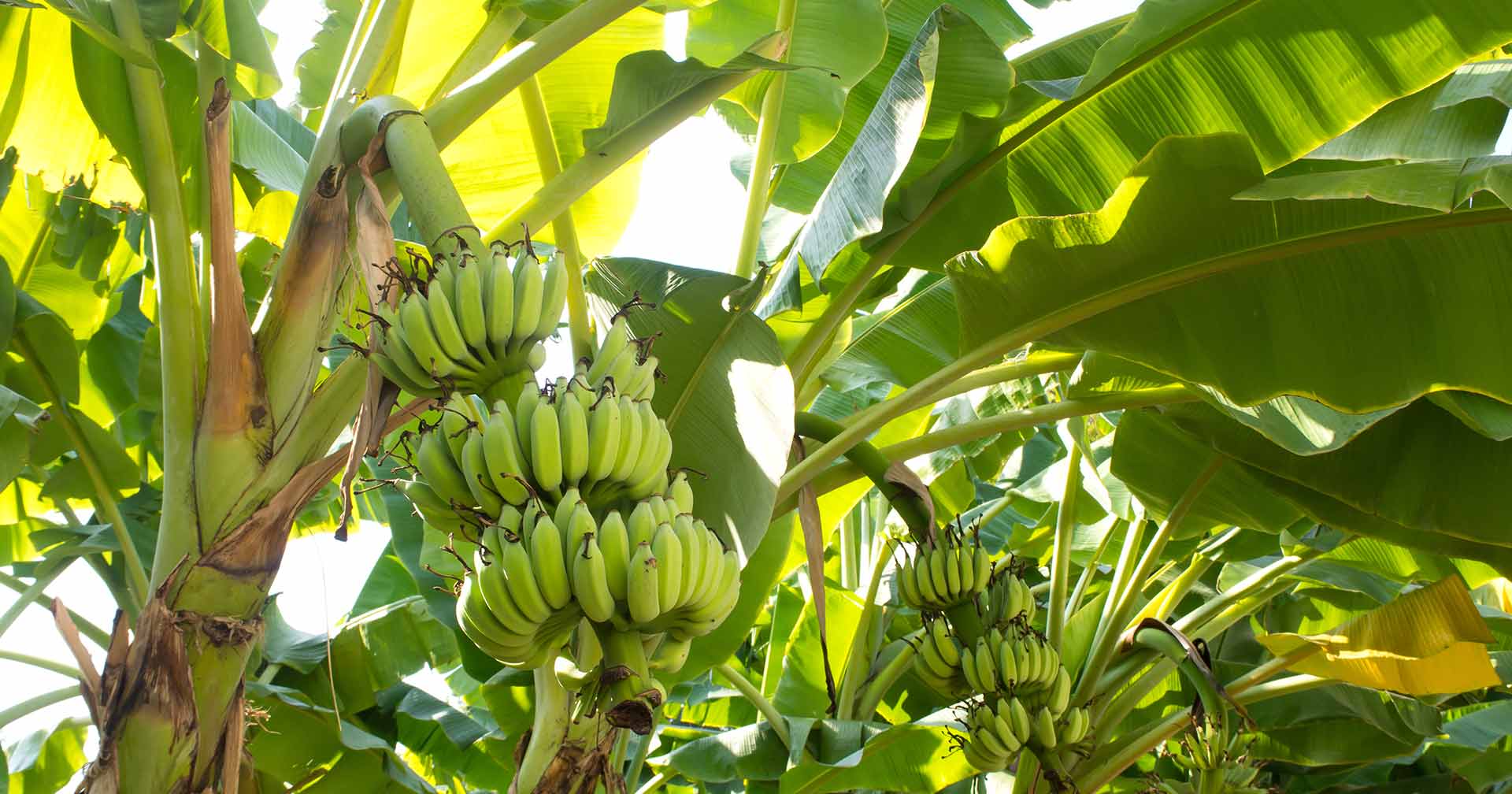 Corinto, Nicaragua Banana Plantation & Hacienda San Jeronimo Excursion ...