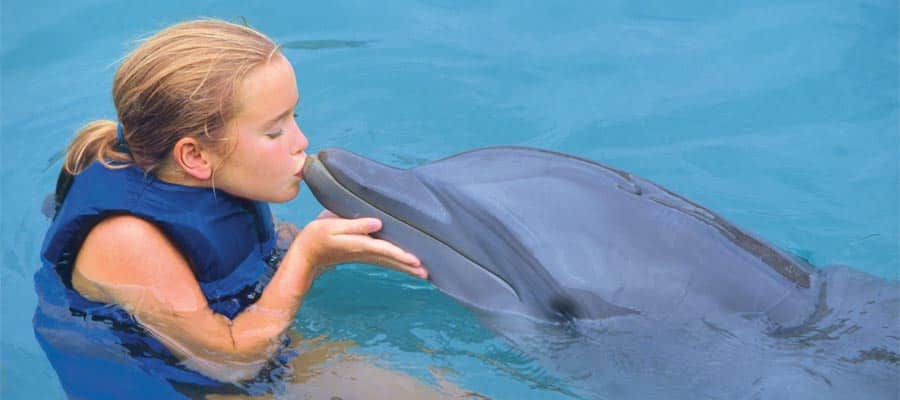Faça um cruzeiro nas Bermudas e nade com os golfinhos