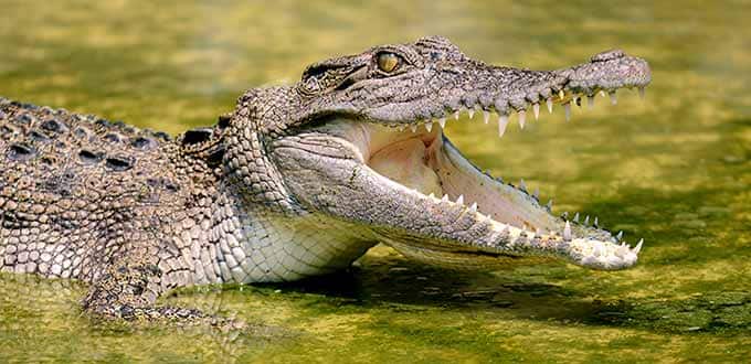darwin jumping crocodile cruise