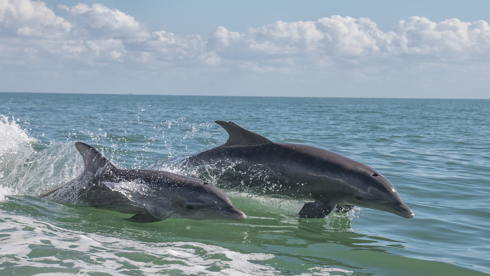 Dolphin watching in Cardigan Bay | SeaMor