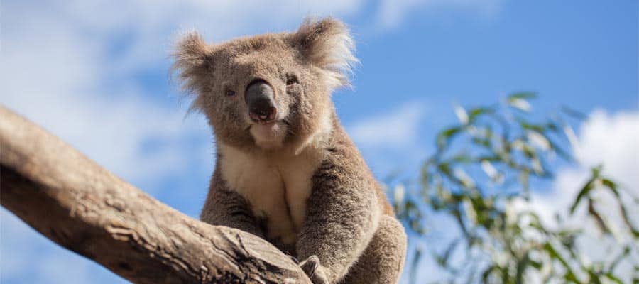 Koala relaxing on a branch on a Cruise to Melbourne