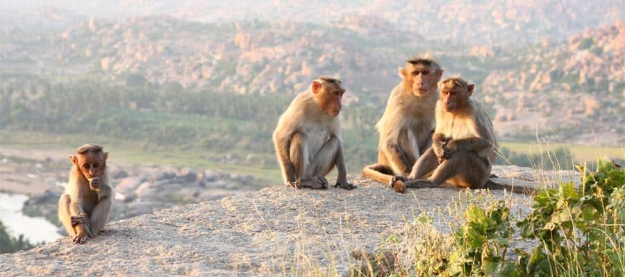 Friendly Monkeys on your Mormugao Goa Cruise