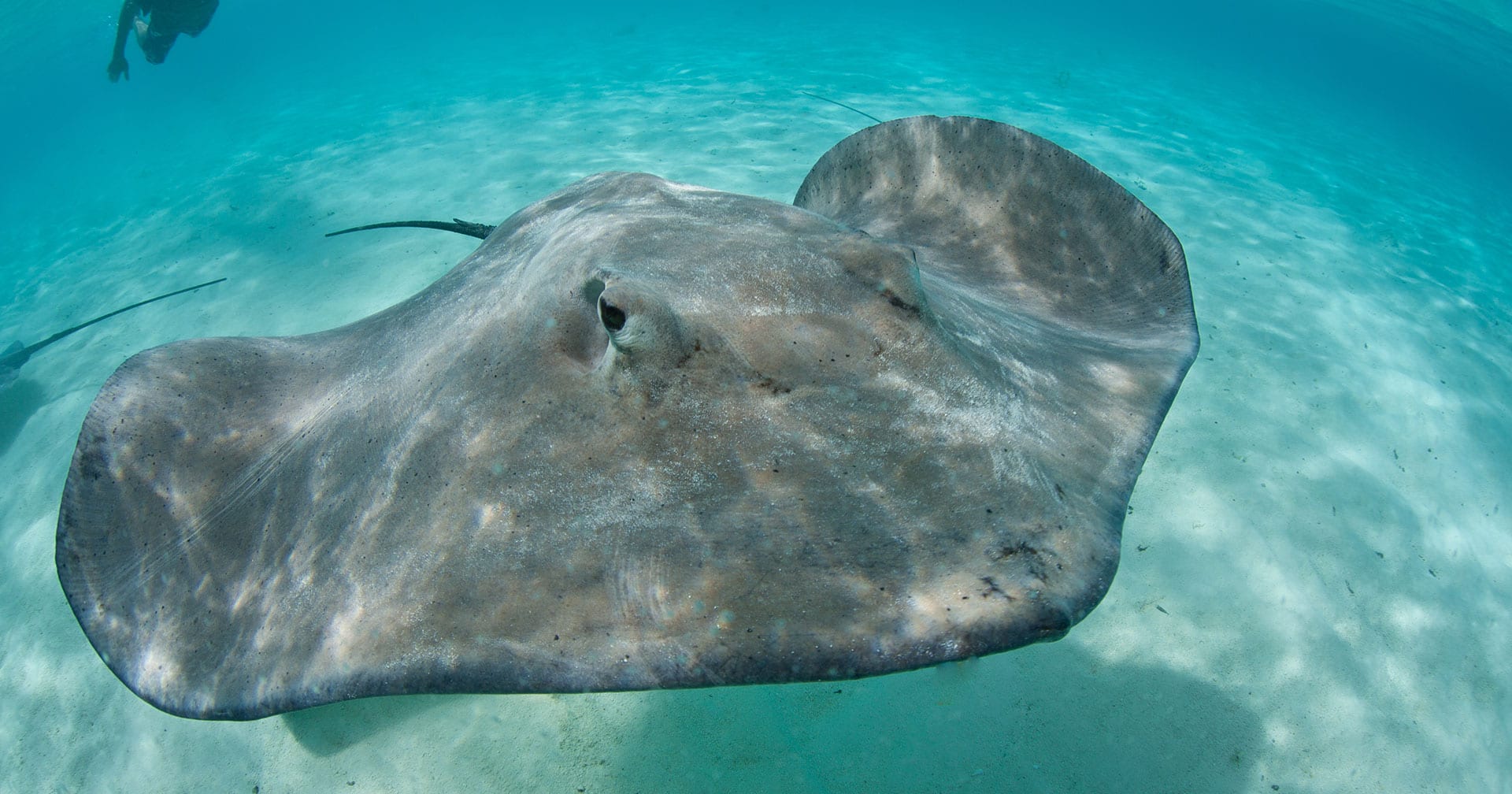 Nassau, Bahamas Blue Lagoon Stingrays & Beach with Lunch Excursion ...