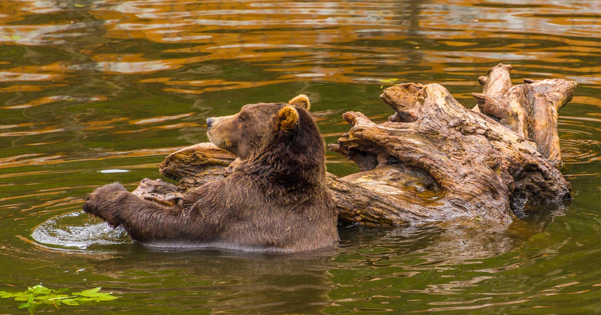 Sitka, Alaska Alaska Bears & Silver Bay Homestead Experience Excursion