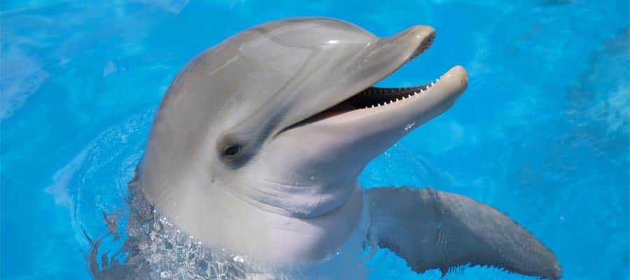 Какие звуки издает дельфин. Are Dolphins really Smart?.